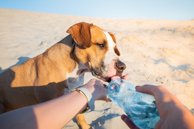 Подает воду собаке, снимок точки зрения. Женская рука держит бутылку воды для жаждущего питомца в жаркий день на открытом воздухе
