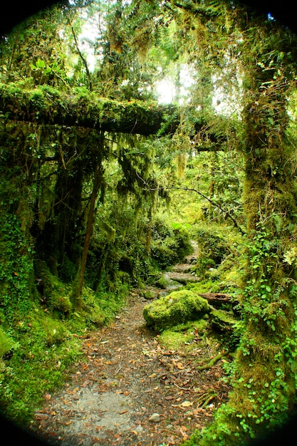 glaciar forest