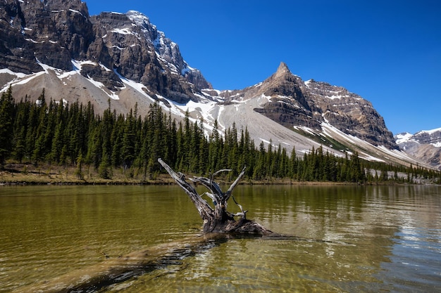 Glacier lake during a vibrant sunny summer day