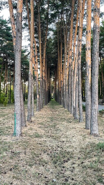 glad pad tussen bomen in het bos