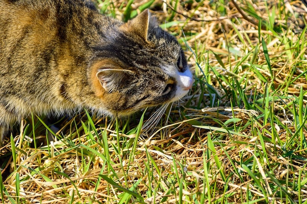 Gladde Cyperse kat die gras eet en kauwt voor behandeling Selectieve focus