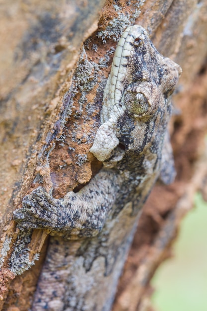 Foto gladde zweef gecko of ptychozoon lionotum