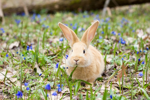 少しふわふわの赤いウサギ、イースターのウサギ、牧草地のうさぎと青い春の花の空き地