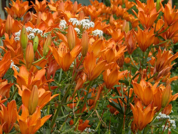 Glade of bright orange garden lilies close-up. Leningrad region, Russia.