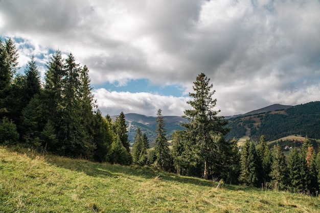 A glade of coniferous trees on the background of mountains in cloudy weather