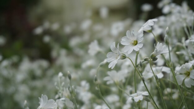 Glade of delicate white flowers, eye-catching, summer day