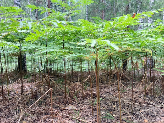 A glade of ferns in a mixed forest vertical