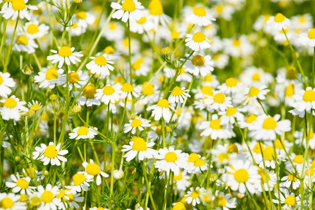 Photo glade flowering chamomile