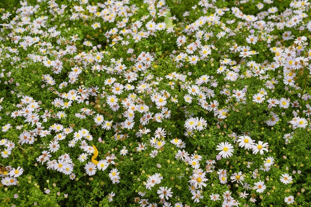 Photo glade of flowers symphyotrichum novibelgii new york aster