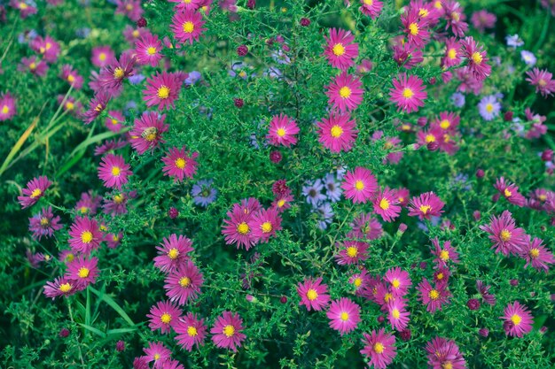 Photo glade of flowers symphyotrichum novibelgii new york aster