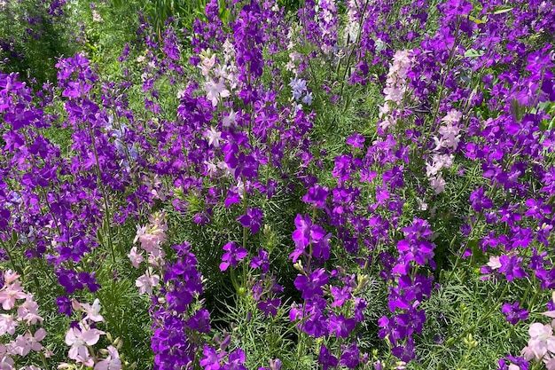 Radura di fiori campo selvatico delphiniums in fiore vie nel vento il prato è coperto da un bellissimo...