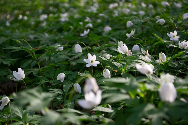 Glade in the forest dotted with flower Scylla.