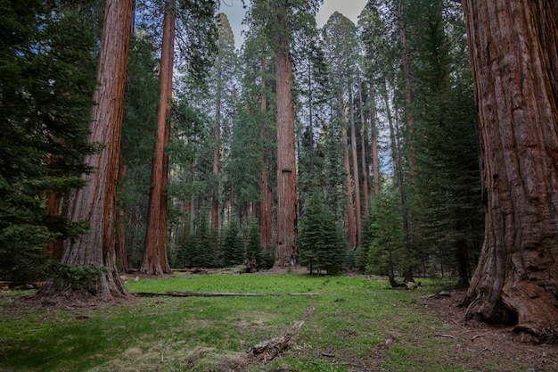 Glade in the forest, large trees with large probes