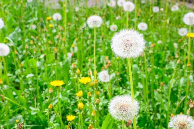 Glade of fresh meadow dandelions on a sunny spring day\
flowering dandelions excellent background for the expression of\
spring mood dandelion plant with a fluffy bud