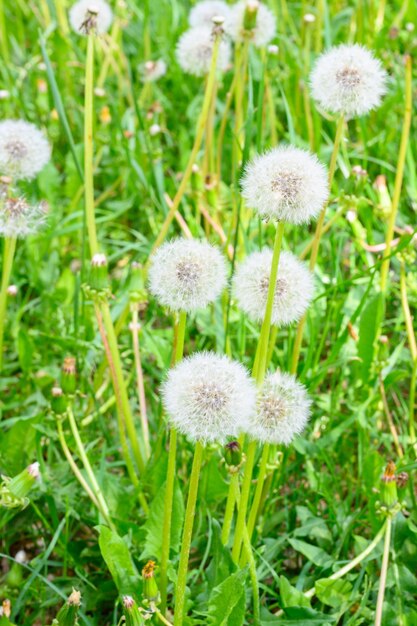 Glade of fresh meadow dandelions on a sunny spring day Flowering dandelions Excellent background for the expression of spring mood Dandelion plant with a fluffy bud