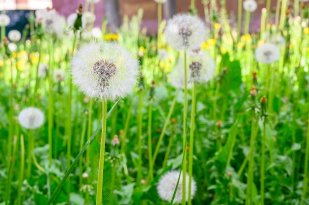 Glade of fresh meadow dandelions on a sunny spring day Flowering dandelions Excellent background for the expression of spring mood