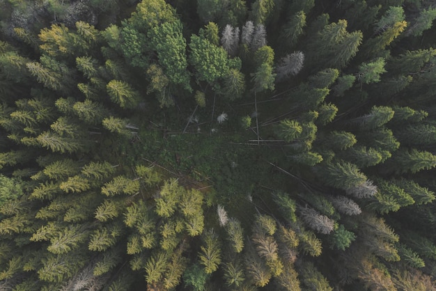 Foto glade in de taiga luchtfoto