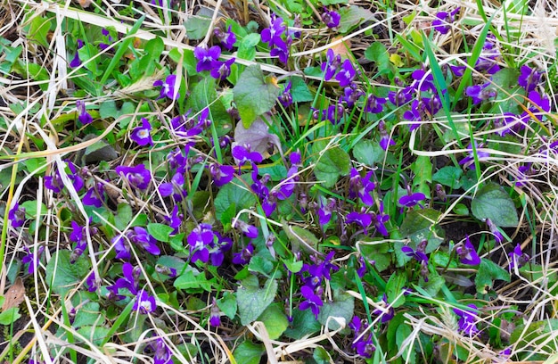 Foto glade met kleine geurige bloemen bloeiende lente viooltjes