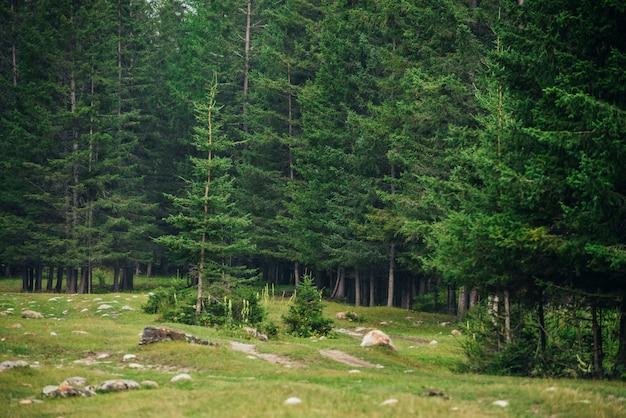 Glade onder stenen in naaldbos van de berg