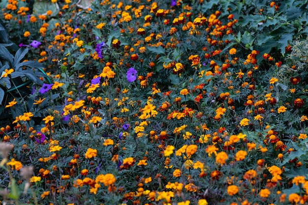 オレンジ色の花の空き地前庭のサフランの花がたくさん