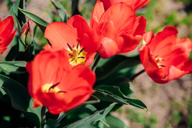 Glade of red tulips Flowers in the park on a flower bed Natural background and texture