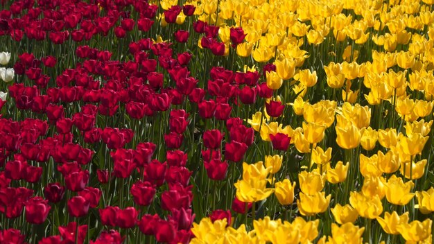 Foto glade van gele en rode tulpen