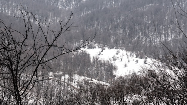 Glade in the winter bare forest