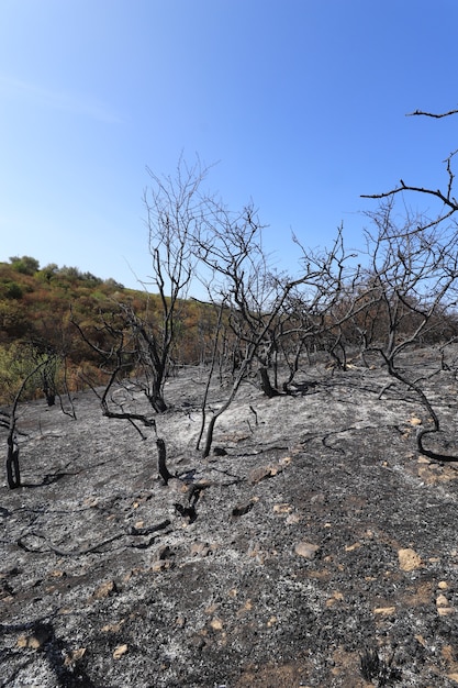 Glade with burnt trees and grass black scorched meadow