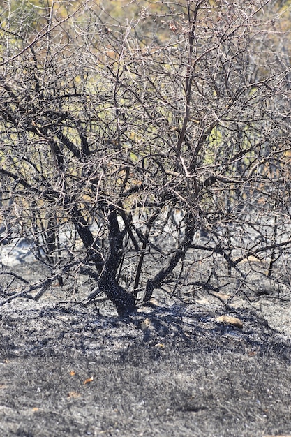 Radura con alberi bruciati ed erba prato nero bruciato