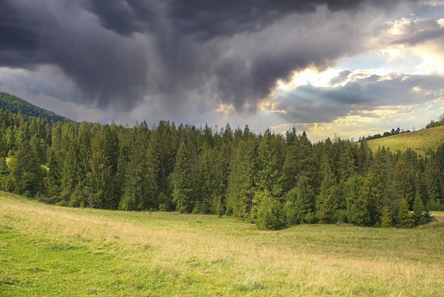 Glade with coniferous forest in cloudy weather forest background bad weather