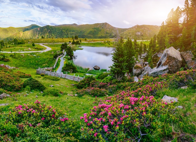 山の水の近くの花と空き地。