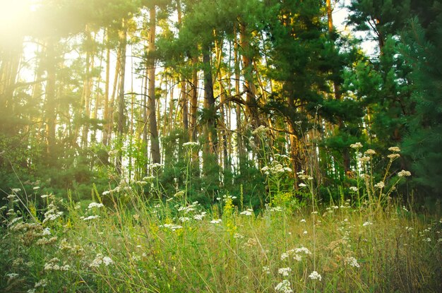 Photo glade with flowers