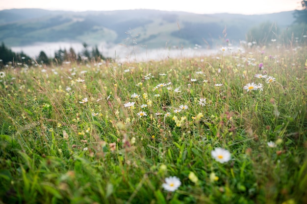 Radura con fiori di campo e catena montuosa all'alba