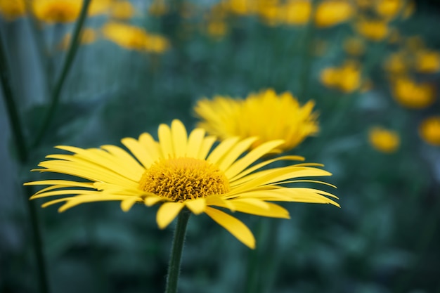 Glade with yellow daisies