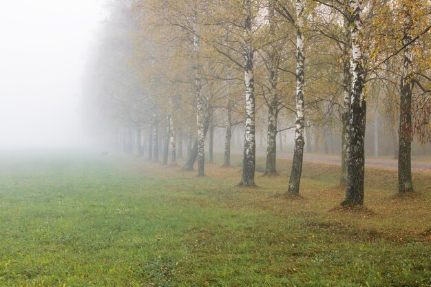 Glade and yellow autumn trees in fog