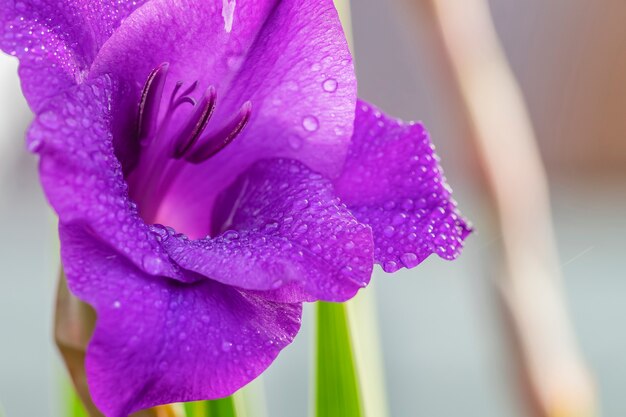 Gladiolen bloem close-up met waterdruppels op de bloemblaadjes.