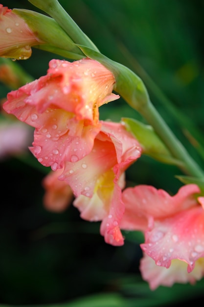 Gladiolenbloem in dauwdruppels in het groene gras