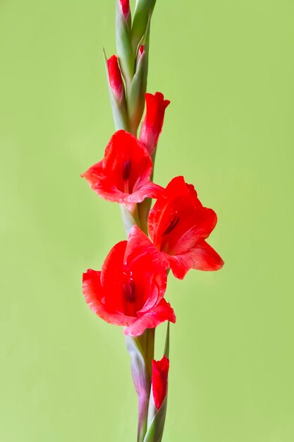 Gladiolus beautiful flower in room interior