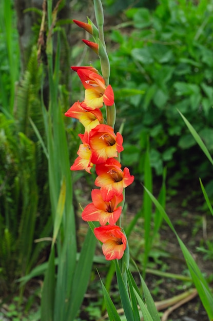 Gladiolus in bloom.