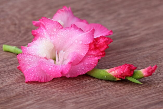 Gladiolus flower of pink color on wooden surface