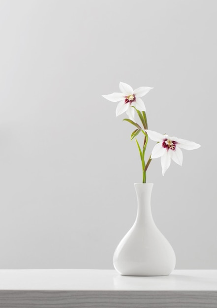 Gladiolus Muriel or acidanthera in white vase on white background