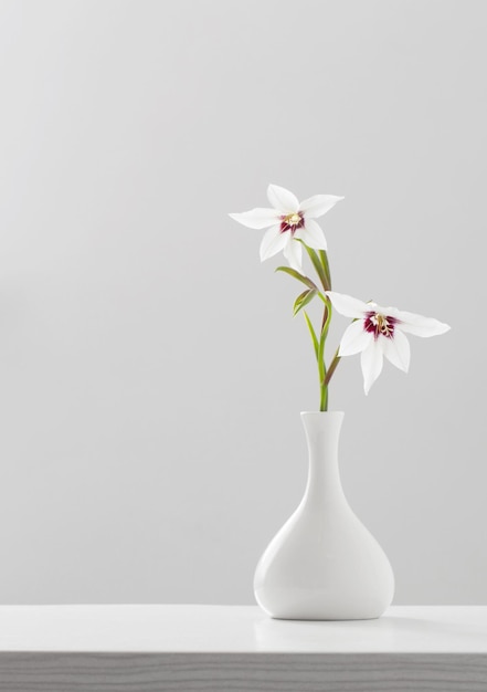 사진 gladiolus muriel 또는 흰색 배경에 흰색 꽃병에 acidanthera