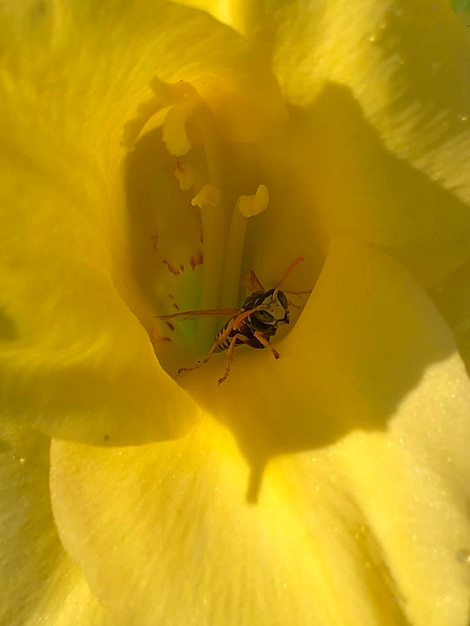 Gladiolus