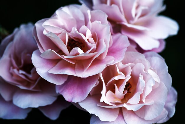 Glamor dusty pink roses on dark for elegant flower