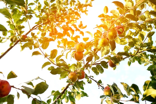 Glanzende heerlijke appels die aan een boom hangen