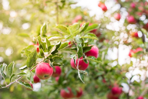 Glanzende heerlijke appels hangend aan een boomtak in een appelboomgaard