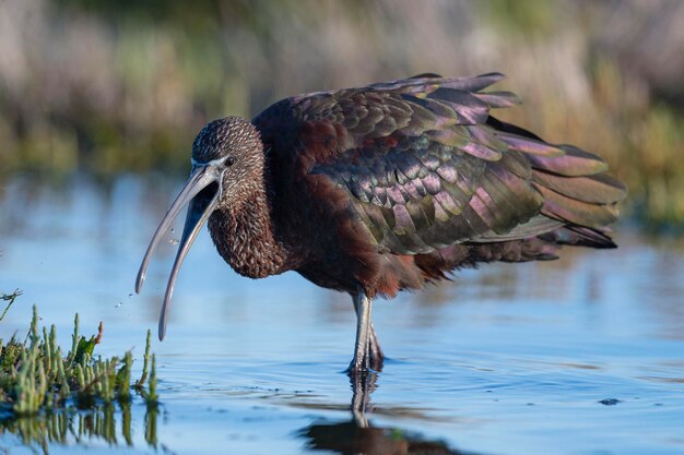 Glanzende ibis Plegadis falcinellus Malaga Spanje