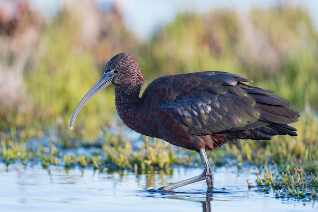 Glanzende ibis Plegadis falcinellus Malaga Spanje