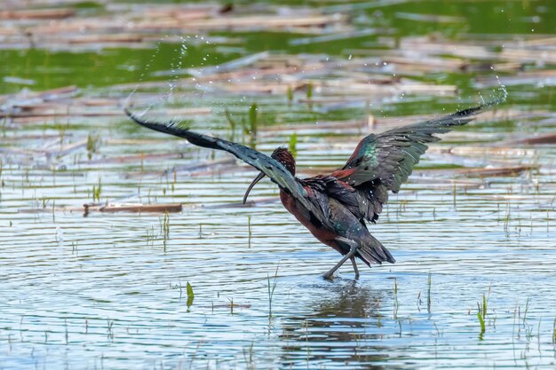 Glanzende Ibis (Plegadis falcinellus) Waadvogel