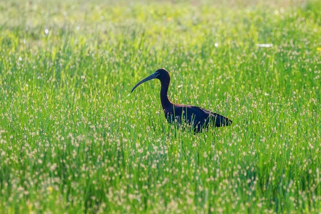 Glanzende Ibis (Plegadis falcinellus) Waadvogel